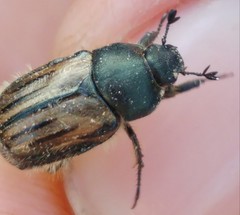 Blitopertha nigripennis