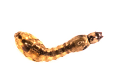 Austrosimulium
