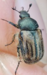 Blitopertha nigripennis