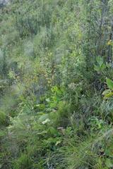 Alepidea cordifolia