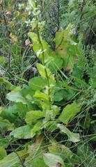 Alepidea cordifolia