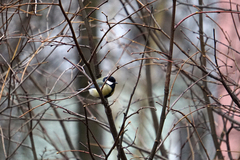 Parus major