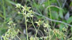 Alepidea cordifolia