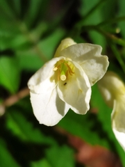 Cardamine kitaibelii