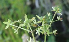 Alepidea cordifolia