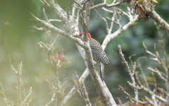 Melanerpes superciliaris