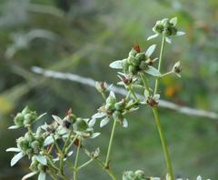 Alepidea cordifolia