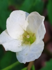 Cardamine kitaibelii