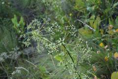 Alepidea cordifolia