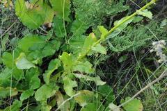 Alepidea cordifolia