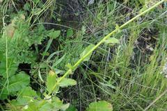 Alepidea cordifolia