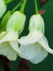 Cardamine kitaibelii