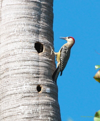 Melanerpes superciliaris