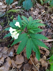 Cardamine kitaibelii