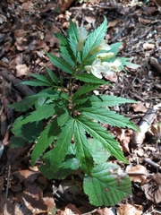 Cardamine kitaibelii