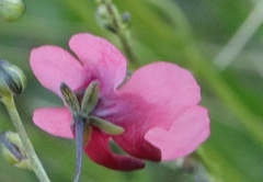 Diascia integerrima