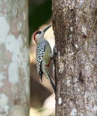 Melanerpes superciliaris