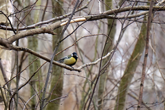 Parus major