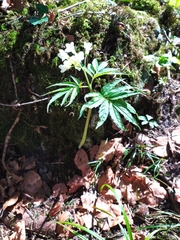 Cardamine kitaibelii