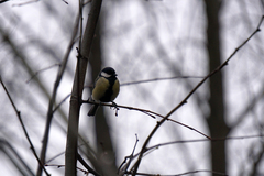 Parus major