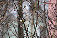 Parus major