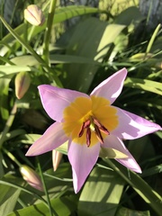 Tulipa saxatilis