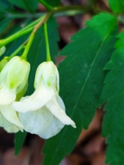 Cardamine kitaibelii