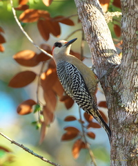 Melanerpes superciliaris