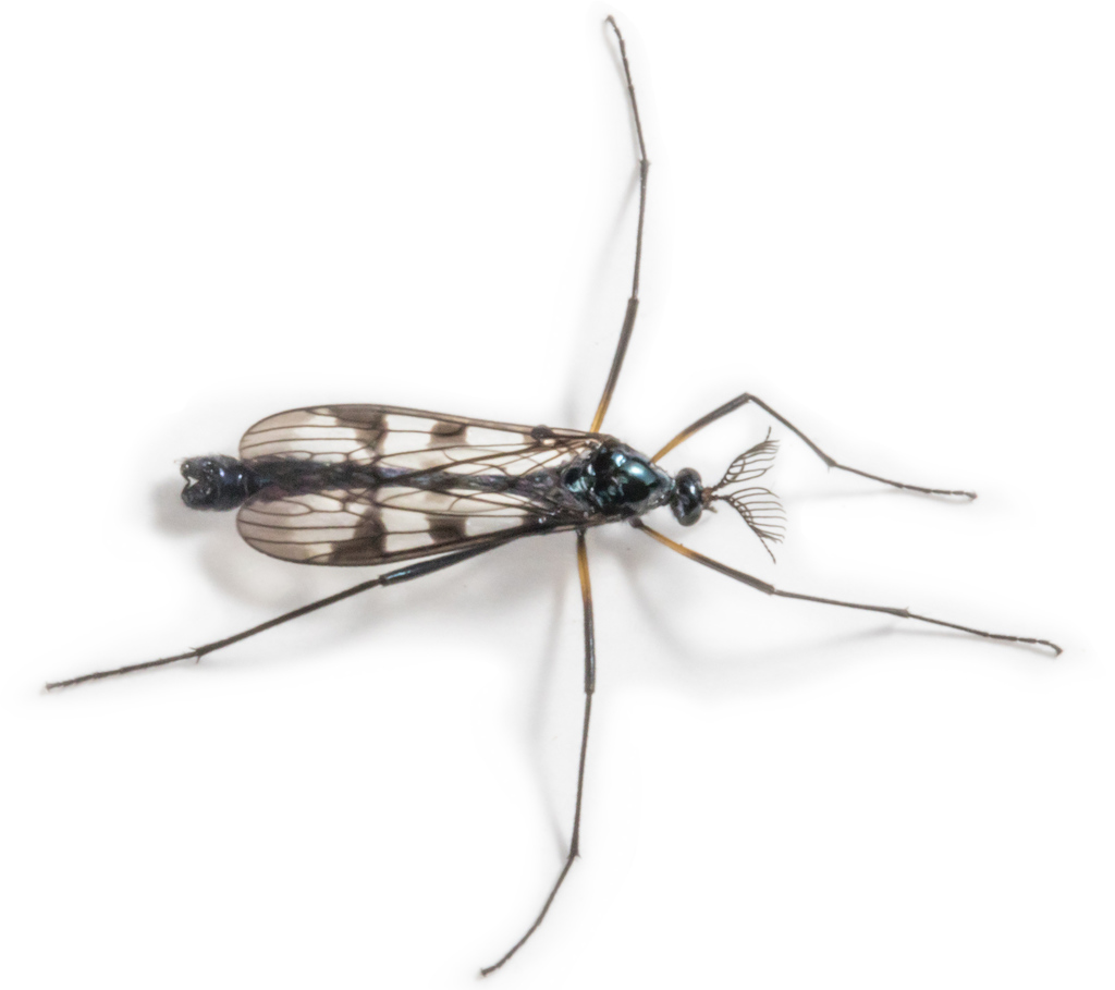 Gynoplistia orophila
