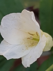 Cardamine kitaibelii