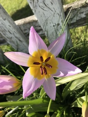 Tulipa saxatilis