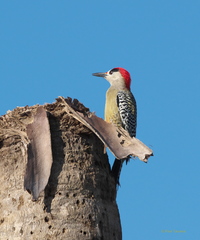 Melanerpes superciliaris