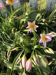 Tulipa saxatilis