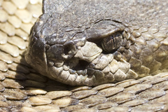 Crotalus oreganus