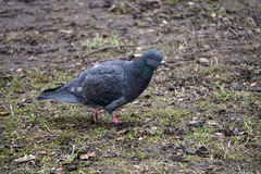 Columba livia domestica