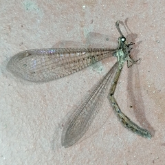 Austroleon immitis
