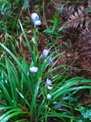 Orthrosanthus monadelphus