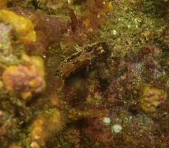 Alloclinus holderi