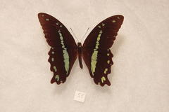 Papilio nireus pseudonireus