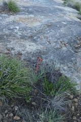 Gladiolus saundersii