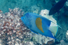 Pomacanthus maculosus