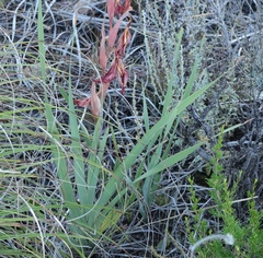 Gladiolus saundersii