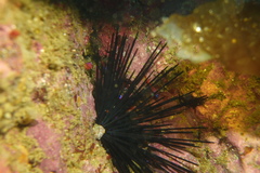 Lythrypnus dalli