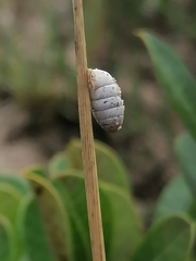 Fauxulus