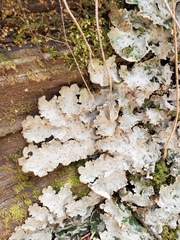 Ricasolia quercizans