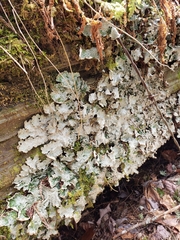 Ricasolia quercizans