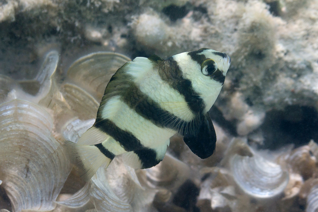 Amblypomacentrus annulatus