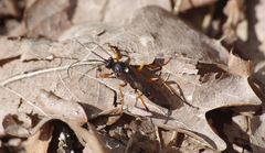 Diphyus quadripunctorius