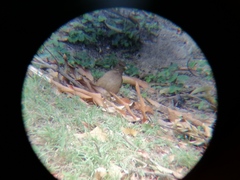 Turdus grayi