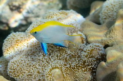 Neoglyphidodon melas